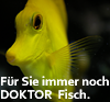 Doktorfisch